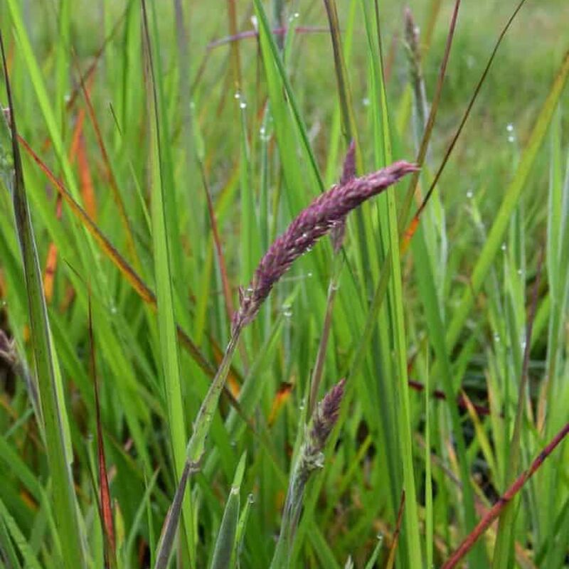 Calamagrostis × acutiflora 'Karl Foerster' ---